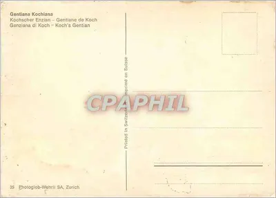 Gentiana Kochiana — flores azuis — Photoglob-Wehrli SA, Zurique, n°35 — Verso
