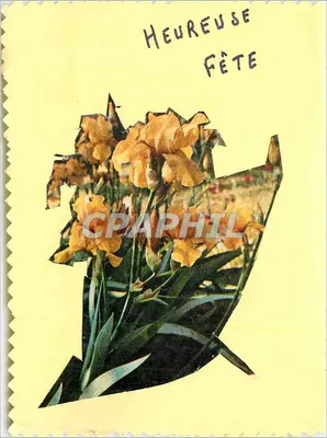 Flores de íris — Feliz Festa — 01/10
