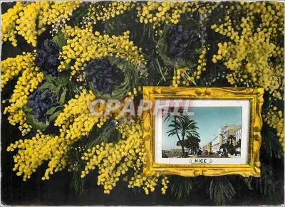 Mimosa — Nice — Éditions Photographiques Françaises