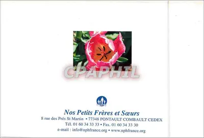 Tulipa rosa — detalhe floral — Nos Petits Frères et Sœurs — Verso