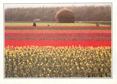 Holandia. Pola kwiatowe — NEDERLAND III-A1 — Wydawca C.E. D. 495 03 01