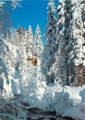Inverno em Gstaad — paisagem nevada com floresta e riacho — Foto F. Fäh, Gstaad, n°60