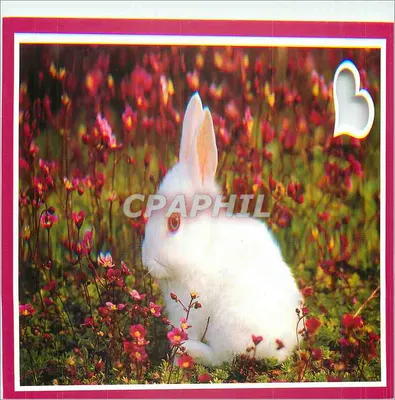 Coelho branco em um campo florido — série UM 756