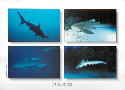 Tubarões — Maldivas — Fotografias por Bonechi - Itália