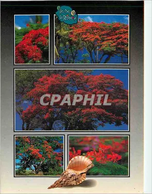 Flamboyants — Réunion — Éditions Noor Akhoun