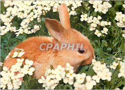 Coelho em um campo de flores brancas — Carta postal com texto manuscrito — Impressora Sylvestre, n°3251