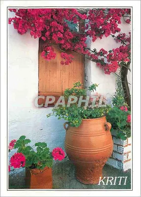 Flores rosas e vaso de barro — Creta — Edições IDOLO