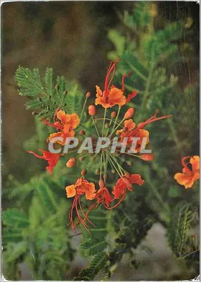 Flores Tropicais « Cassia Alata » — Éditions Littéraire Populaire, Guadeloupe
