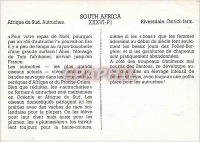 Africa del Sud. Struzzi — Riversdale. Fattoria degli struzzi. — Editore E.A. Pross, XXXVI-P1 — Verso