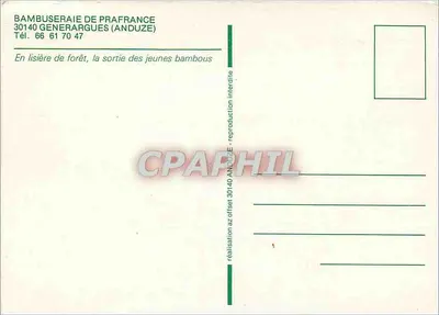 Bambuzal de Prafrance — Saída dos bambus jovens — Bambuseraie de Prafrance, 30140 Générargues (Anduze) — Verso
