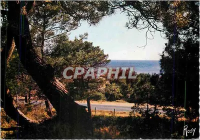 Vista do mar tirada da Floresta de Pinheiros — Saint-Brévin — Editor F. Chapeau, Série Yachting-Plages