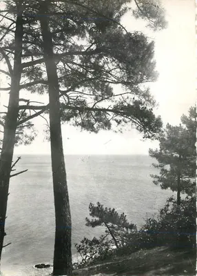 Vista dos pinheiros na Anse du Pointu — Saint-Brévin - Loire-Atlantique — foto da casa de férias