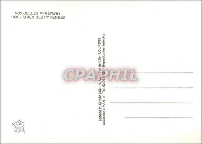 Cztery białe szczeniaki — zasnieżona góra — Éditions P. CHAMBON, Lourdes — Rewers