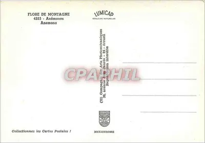 Anémonas de montanha — série 4553 — Compagnie des Arts Photomécaniques — Verso