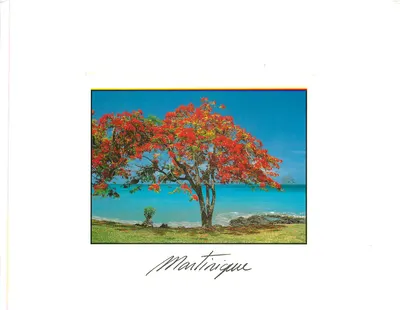 Flamboyant — Martinique — Éditions La Case à Rhum