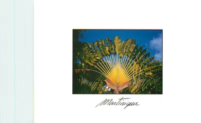 Árvore do Viajante — Martinique — Éditions La Case à Rhum