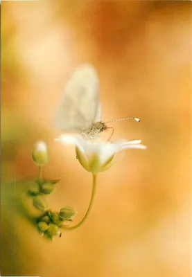 Papillon — sobre flor branca — Foto de Jean-Michel Ander, edição Nicole Mireur, ref. M.J-M/A/274