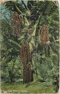 Wine Palm, Hawaiian Islands — éditeur The Island Card Co., Honolulu, T.H. — n° 20601 N