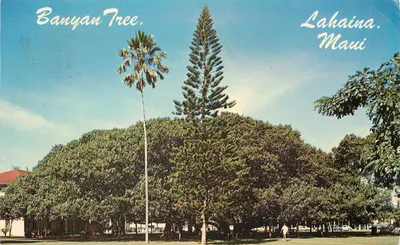 Árvore de Banyan — Lahaina, Maui — Visões Havaianas, Distribuição por Max Bosker & Sons