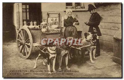 Antwerpen — flämische Milchmaid mit Hundefuhrwerk — Verlag nicht sichtbar, Seriennummer nicht sichtbar