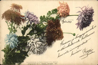 Arranjo de crisântemos — editor Martin Rommel & Co., Stuttgart, n° 507