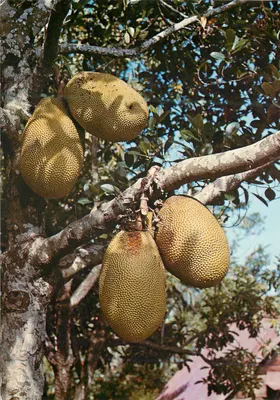 Jacquier e seus frutos — Ilha de La Réunion — Edições Jean-Jacques CLADERE