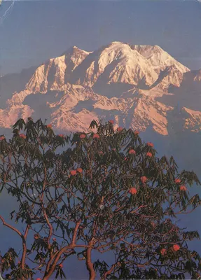 Mt. Annapurna II e rhododendros — Barapokhari, Nepal — Foto Pancho Huddle