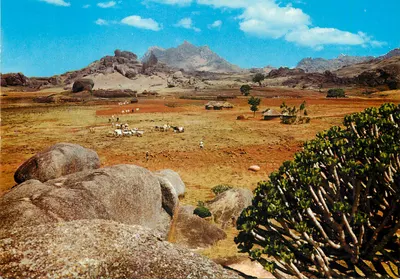 Fazenda de gado, Jos — Benue Plateau State — Viewcards Ltd. NIG 80