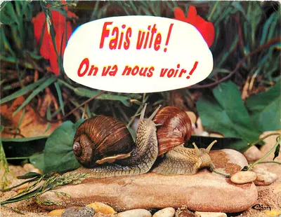 Dois caracóis — humorístico — J. Cimcolor, AN. 117
