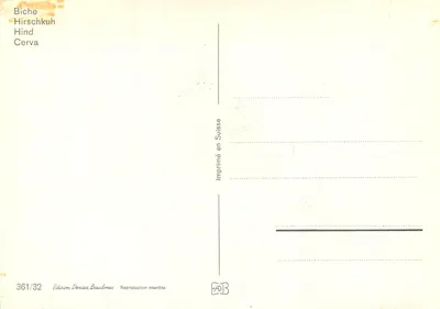 Dzik — seria 361/32 — Wydawnictwo Deriaz Baulmes — Rewers
