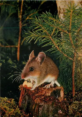 Rato na floresta — edição Waldmaus Rato, Amriswil — n° 616