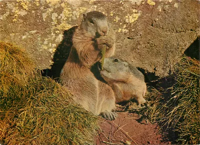 Marmotas — dois indivíduos comendo grama diante de uma parede rochosa — VERLAG FOTO FEUERSTEIN, n°53