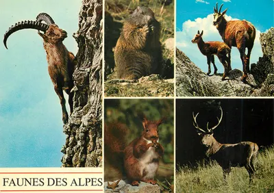 Faunas das Alpes — Fauna alpina — Edição Photoglob SA, Zurique/Vevey, n°10347