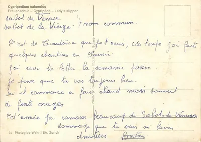 Dois Cypripédium calceolus — Sabot de Vénus — Photoglob-Wehrli SA, Zurique, n°24 — Verso