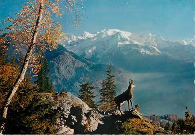 Chamois w Wysokich Alpach — 901 — Éditions Jaeger Genève