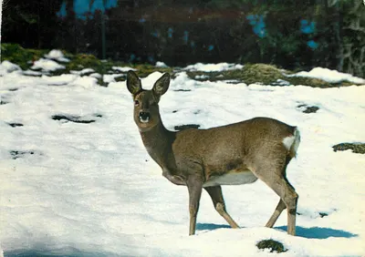 Dzik — zima — Photo Klopfenstein, Adelboden, n°86905