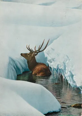 Cerf w strumieniu zamarzniętym — Cervus elaphus L. — Verlag D. Feuerstein, n°58