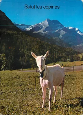 Koza w Alpach — Witajcie, moje koleżanki — Colophoto Wydawnictwo Derian Baublmes