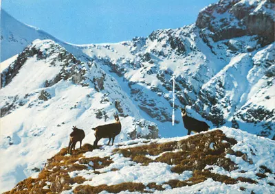 Chamois nas Alpes nevadas — Editor: Faro Schmidt, n° 809
