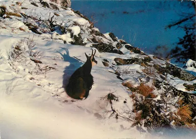 Chamois — perfil — Foto Louis Métroz, n° 361/7