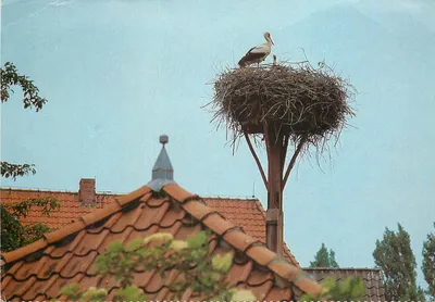 Cegonha sobre o ninho — Niedersachsen — Wendland