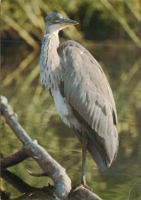 Garça cinza — Foto Gilbert Bovay — Liga Suíça para a Proteção da Natureza