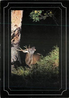 Cervo — Cervus elaphus — editor Engadin Press AG, n° 34