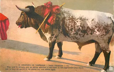 Touro em posição antes da Estocada — Corridas de Touros — LL
