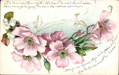 Flores de rosas — carta postal ilustrada