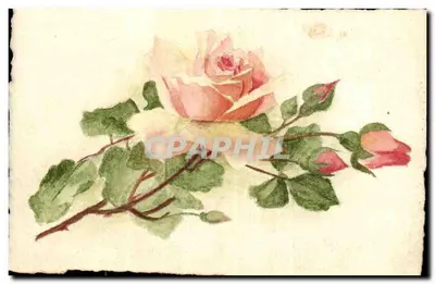 Rosas — desenho aquarelado — editor desconhecido