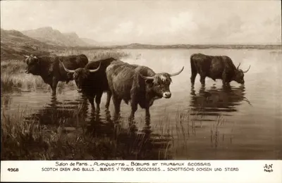 Vacas e touros escoceses — Salão de Paris — Plancheta — n° 4968 — A.N. Paris