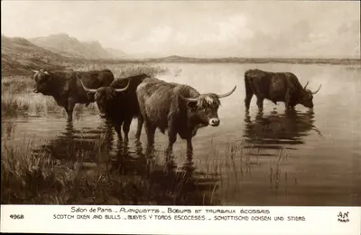 Vacas e touros escoceses — Salon de Paris — Planquette — n° 4968 — A.N. PARIS