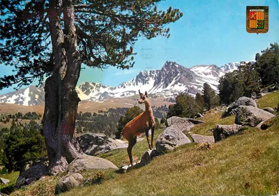 Andorra — Paisagem montanhosa com cabra montanhesa — Edições FISA, Palaudàries, 26