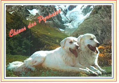 Cães das Pirineus — Valls d'Andorra — editor 'Distributions APA - Andorra'
